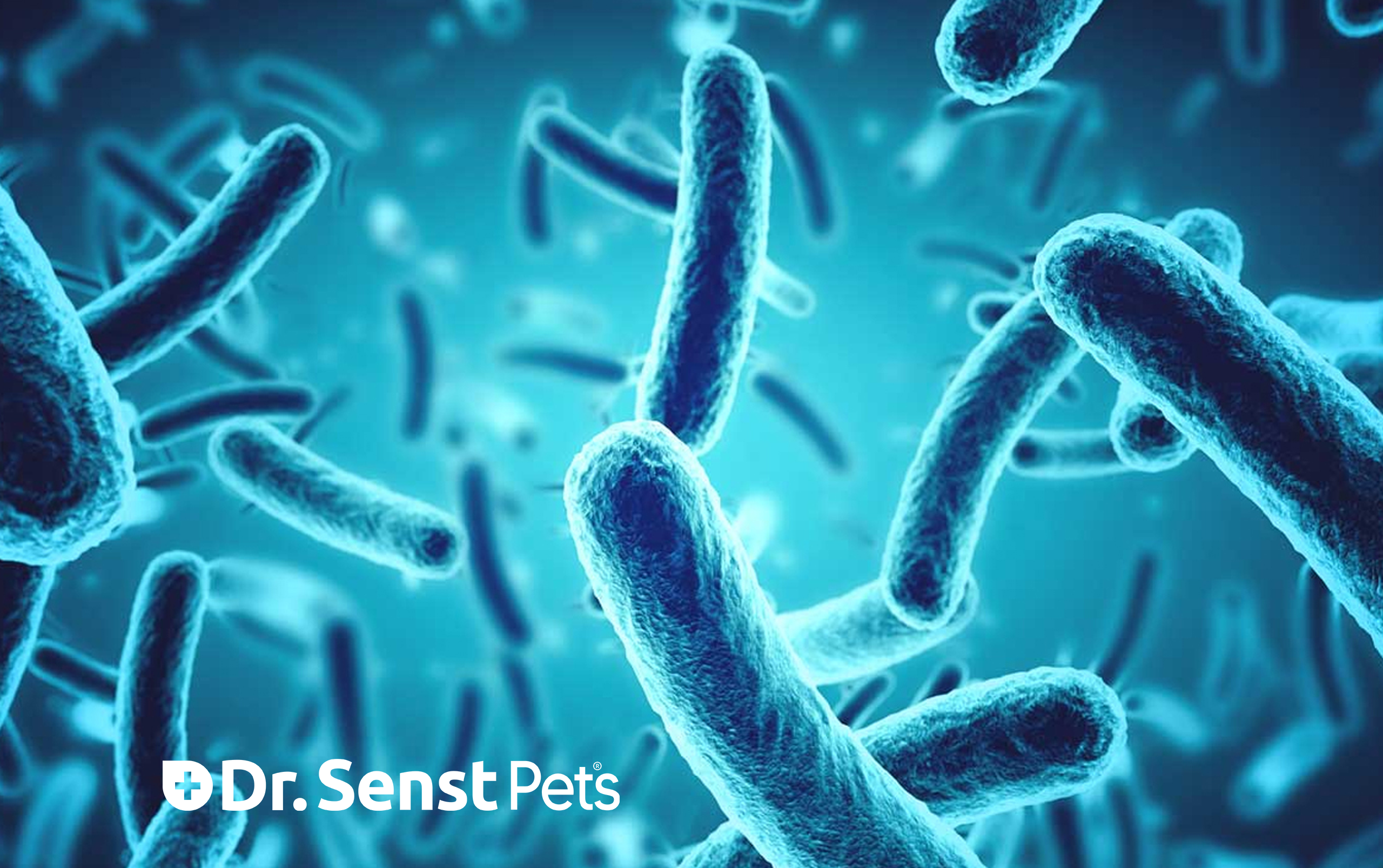 probiotics for dogs