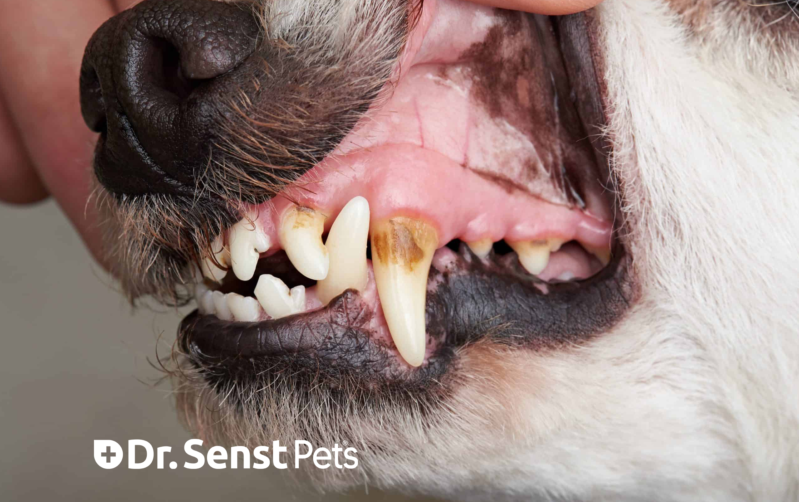 dog teeth problems