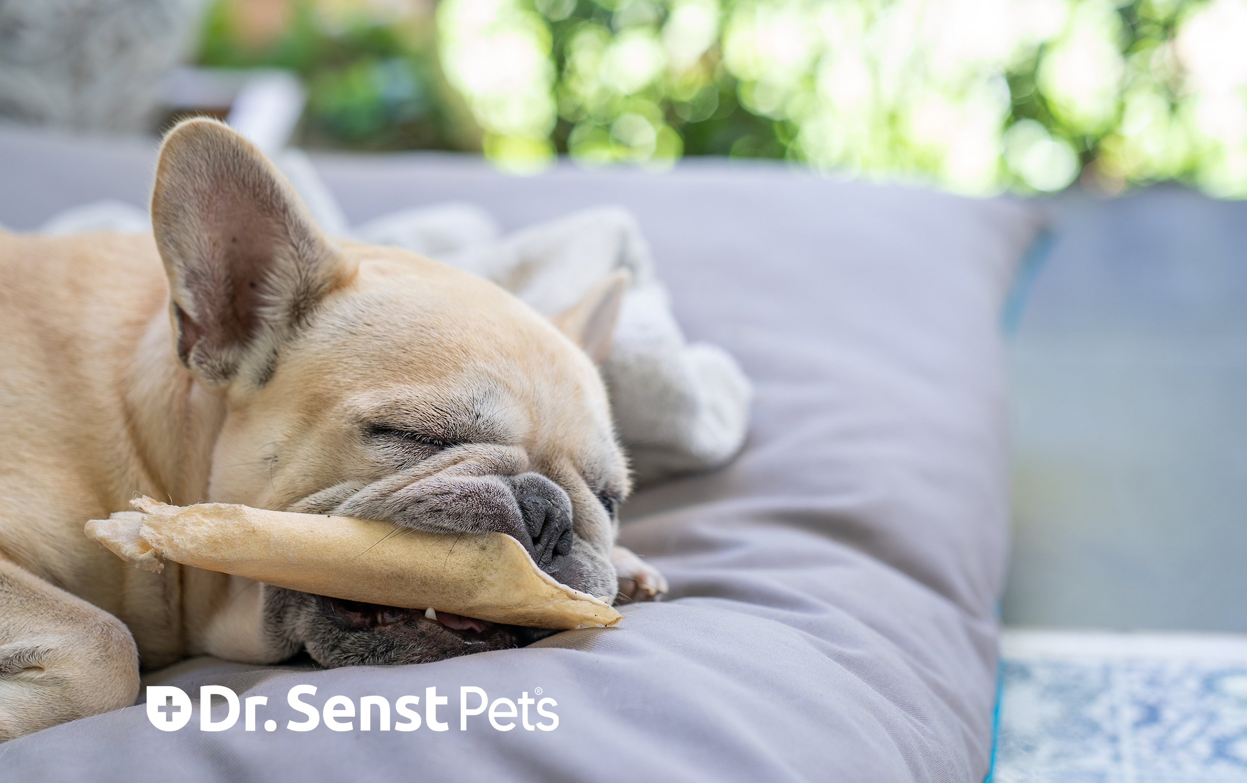 dog calming tablets