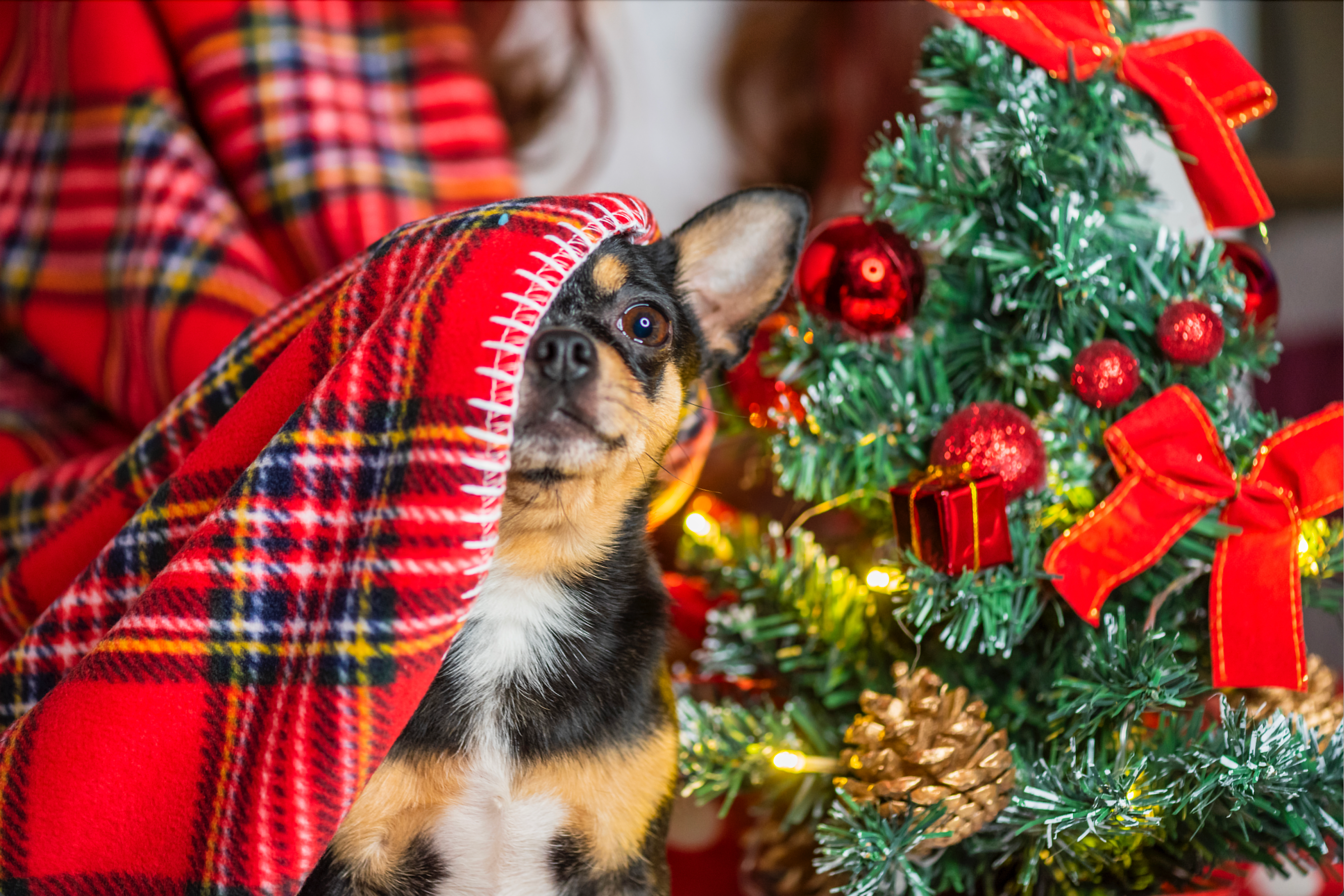 healthy dog at christmas