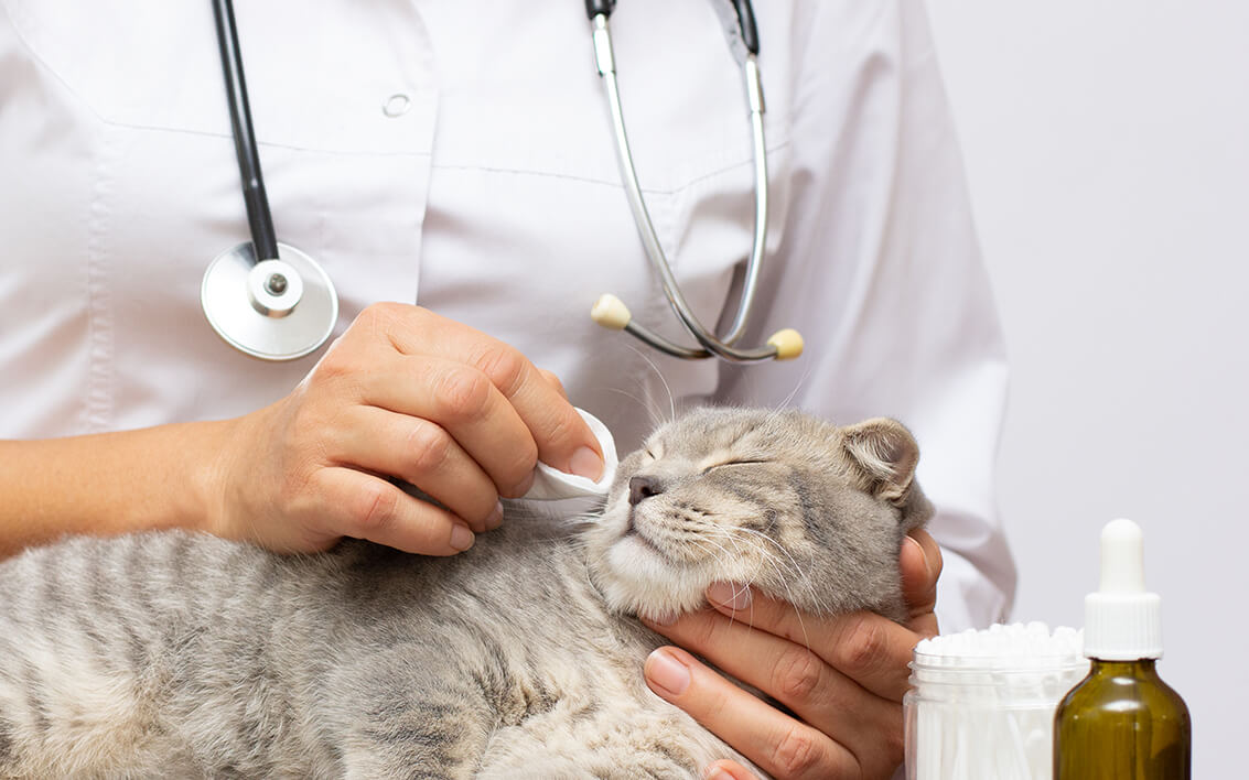 cat eye drops