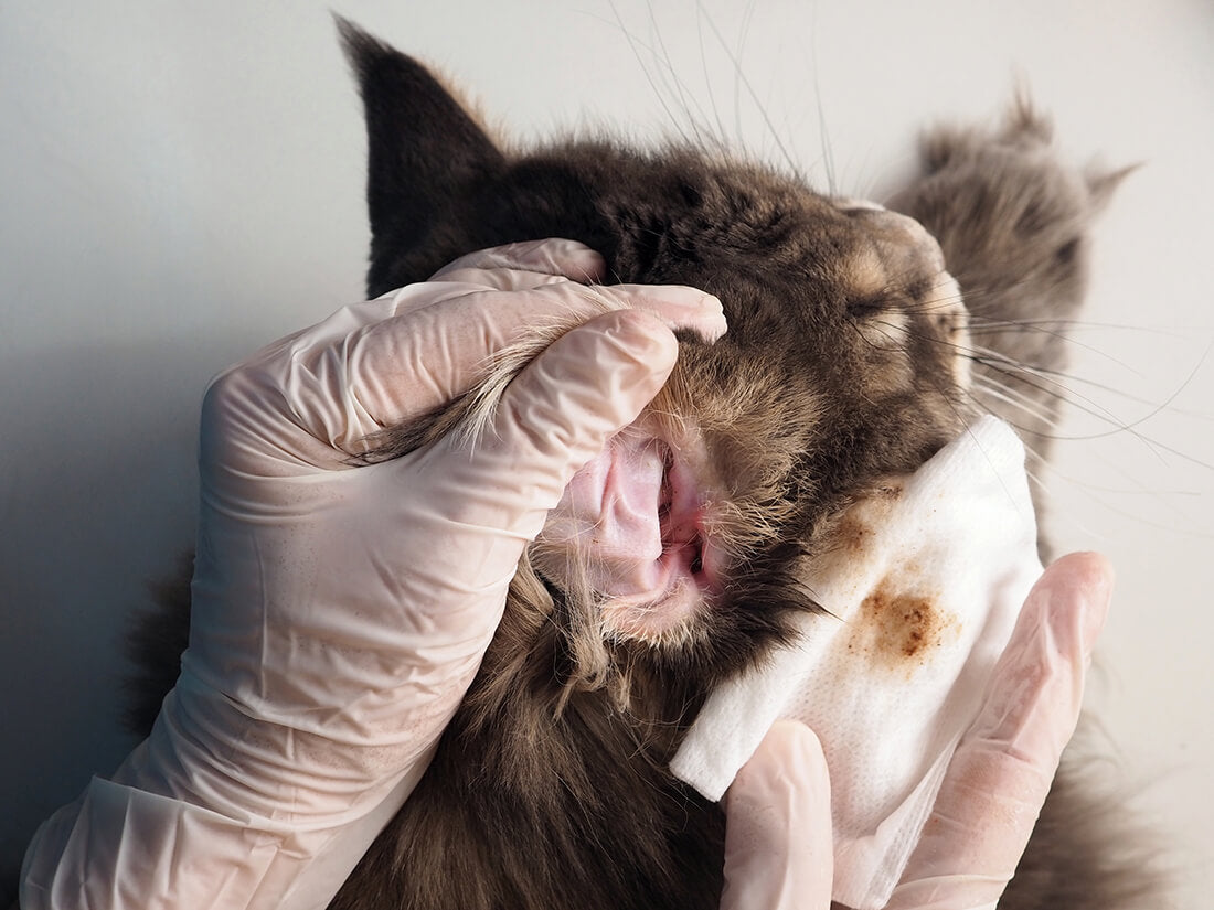 CAT EAR INFECTION