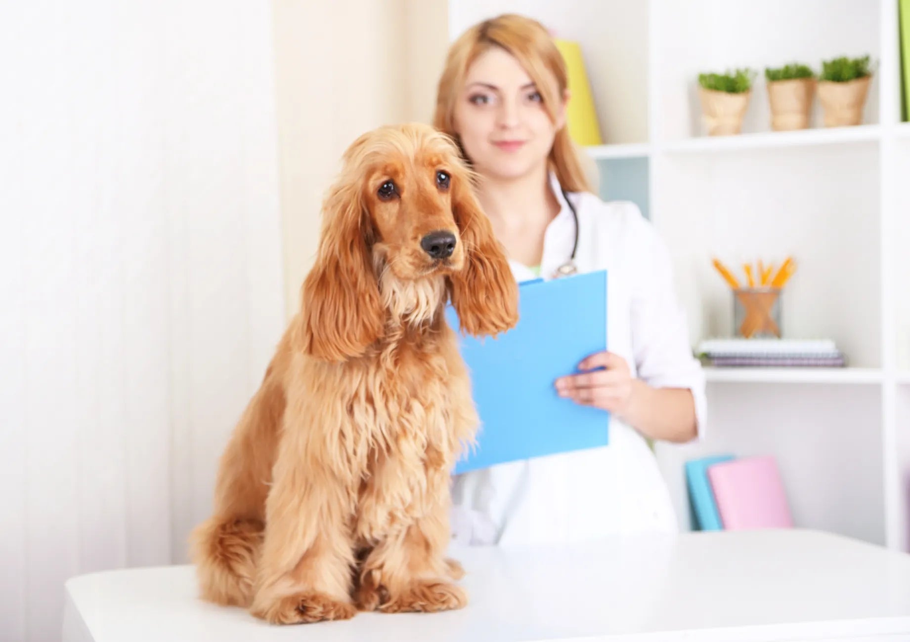 DOG FLEA INFESTATIONS
