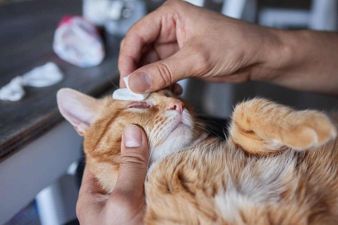 CAT EYE ULCERS