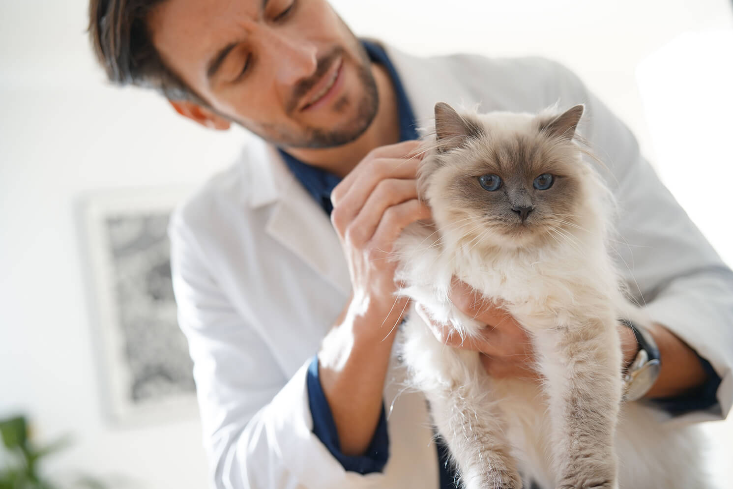 itchy cat skin relief