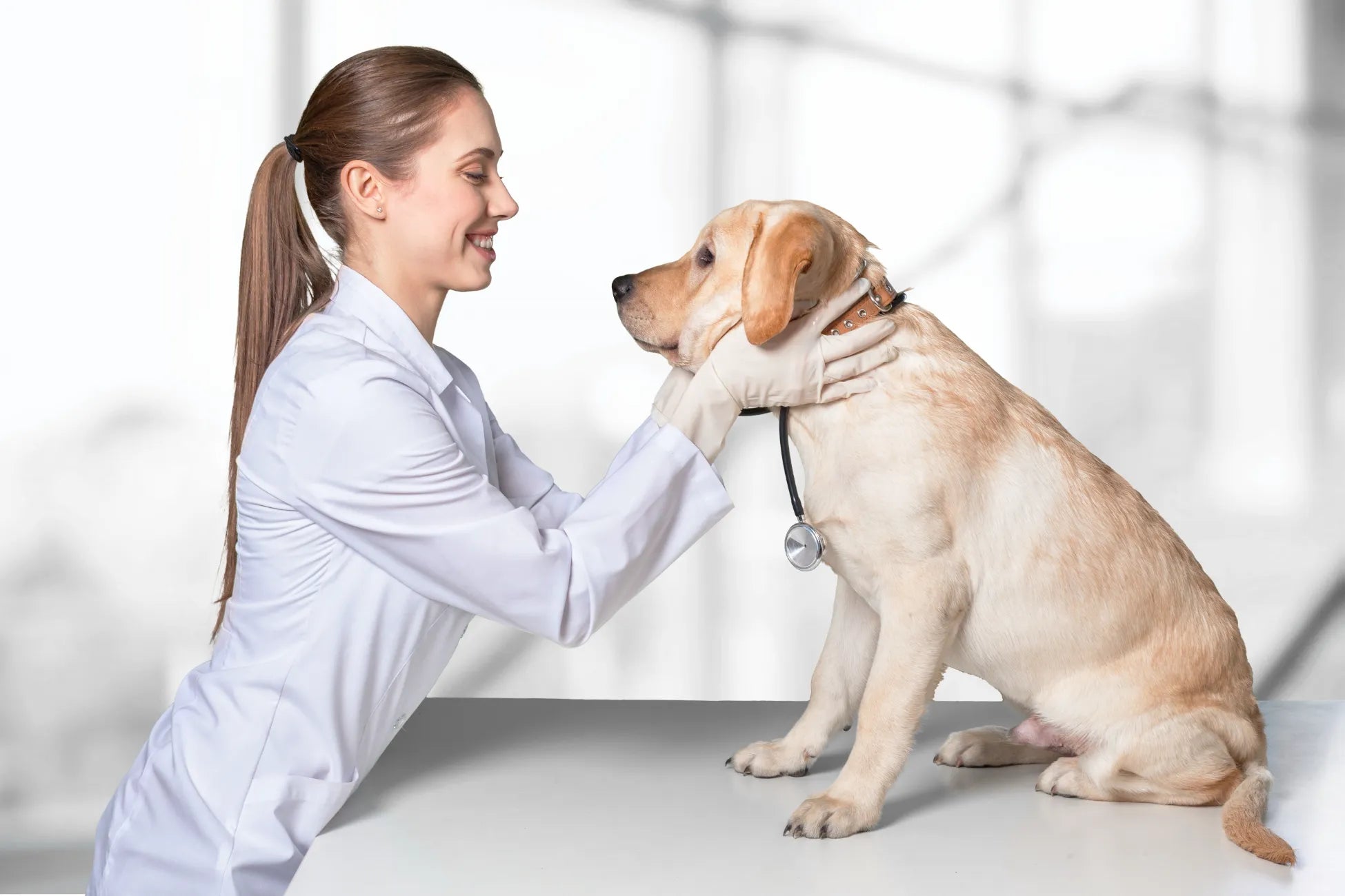 DOG VET VISITS