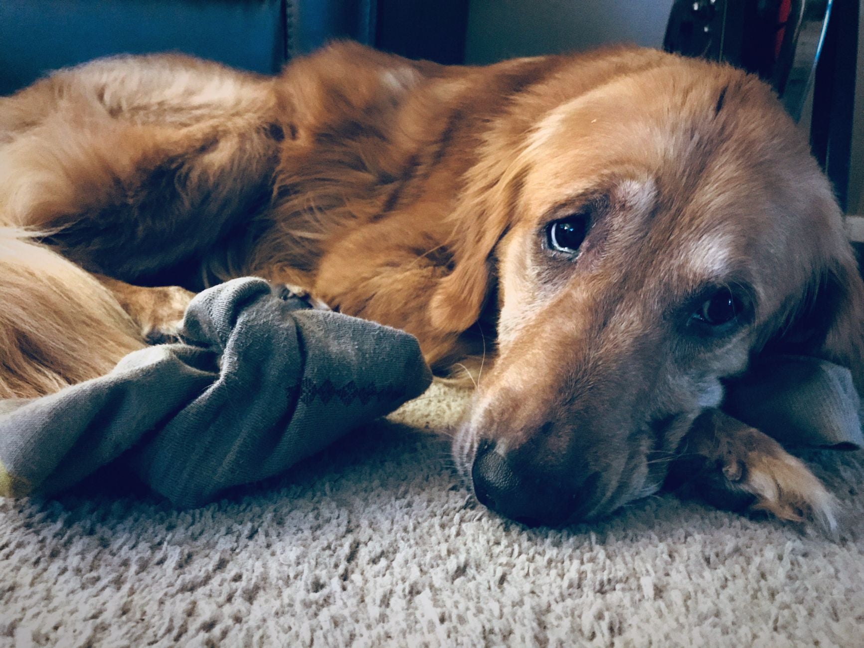 DOG PROBIOTICS
