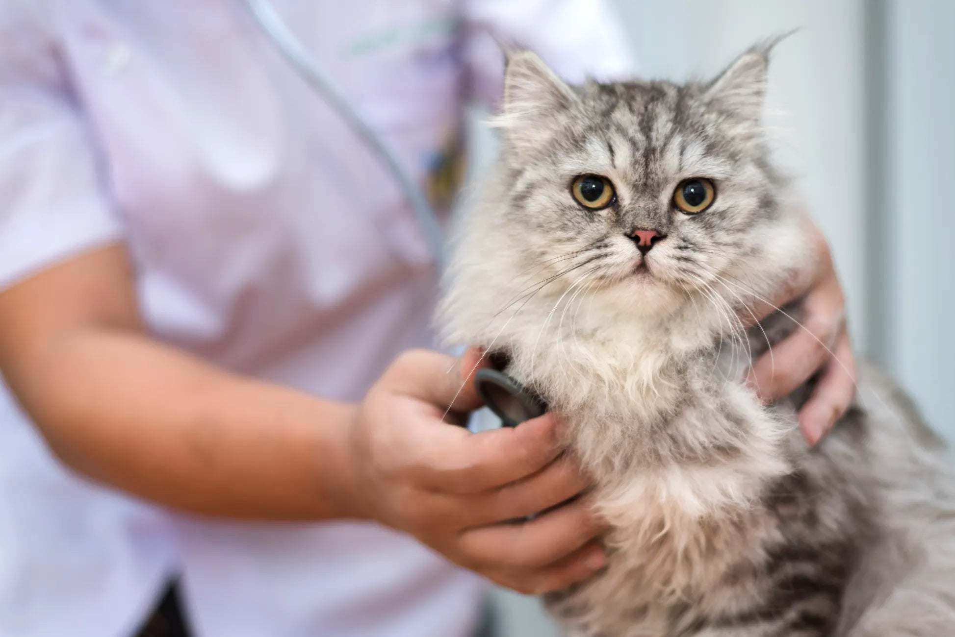 ITCHY CAT SKIN