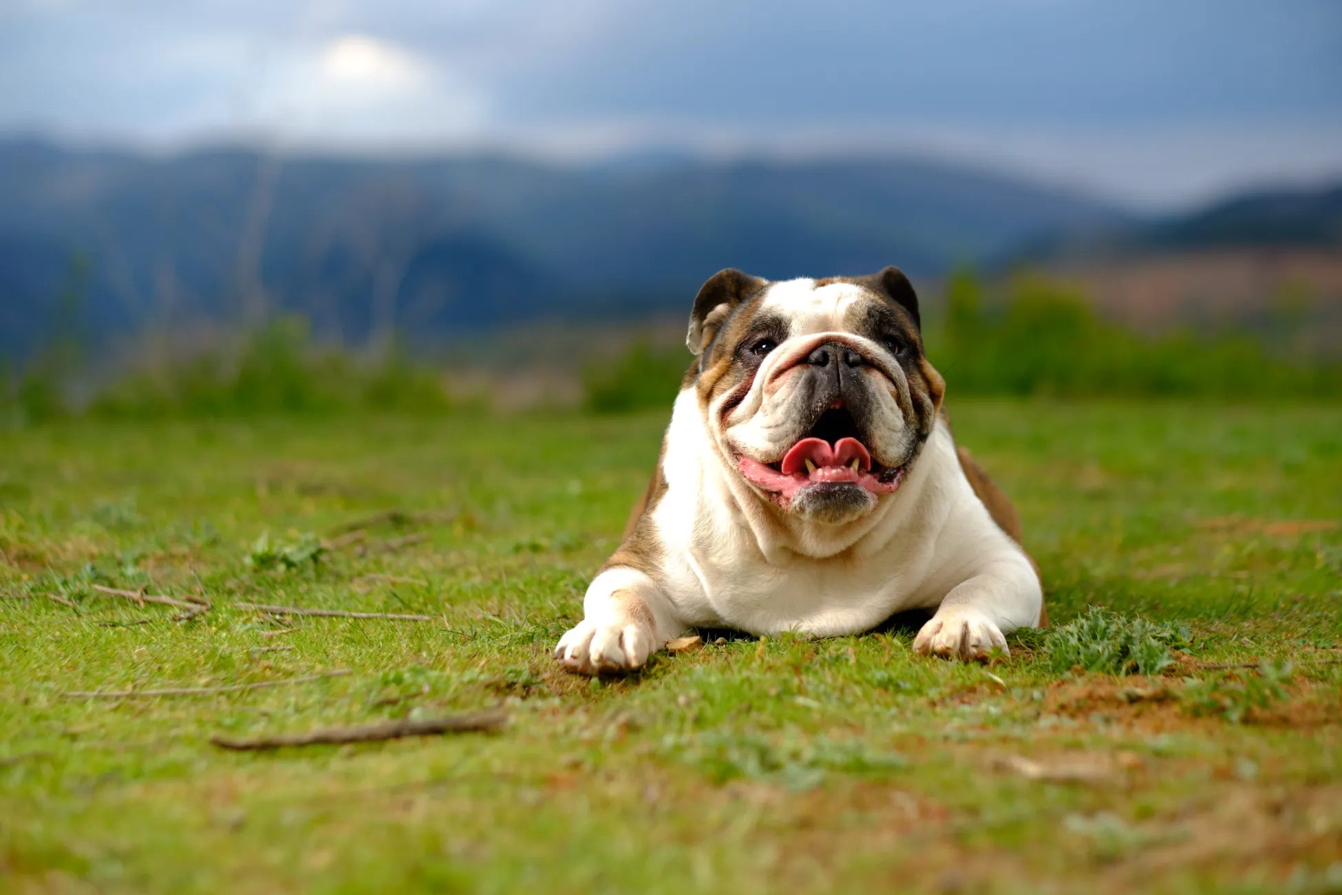 Understanding Aggression in Dogs