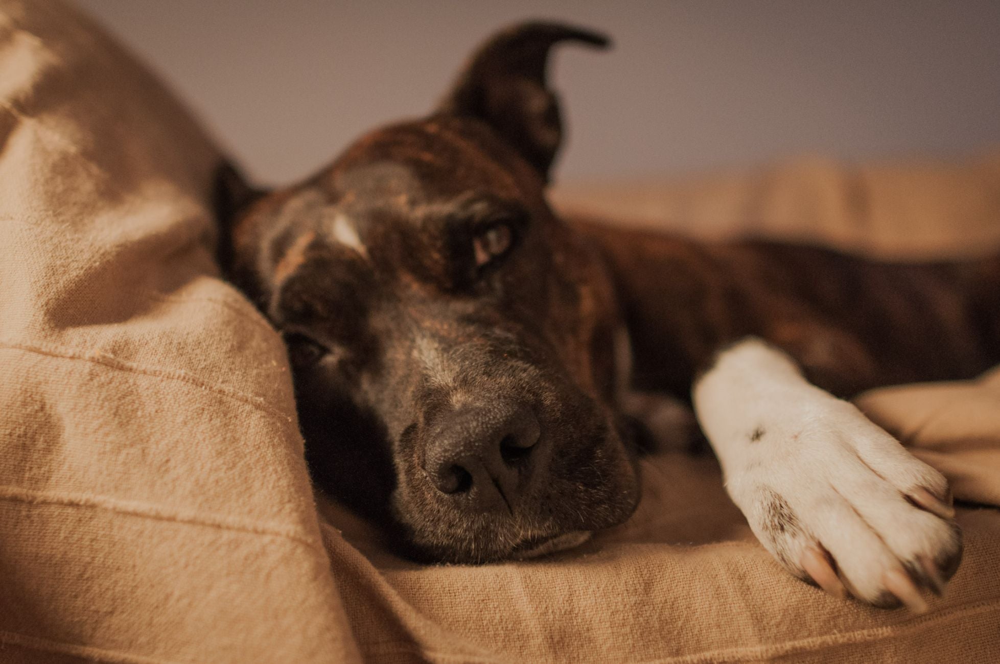 DOG BOREDOM