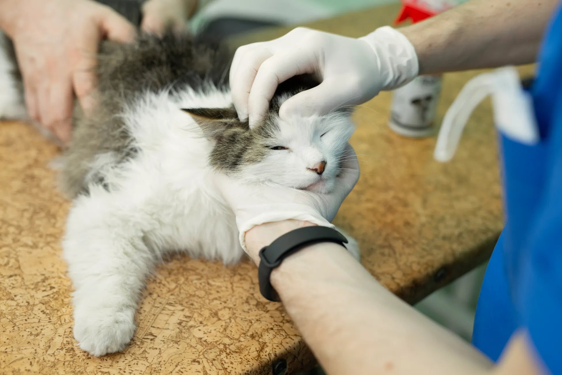 cat eye cleaner
