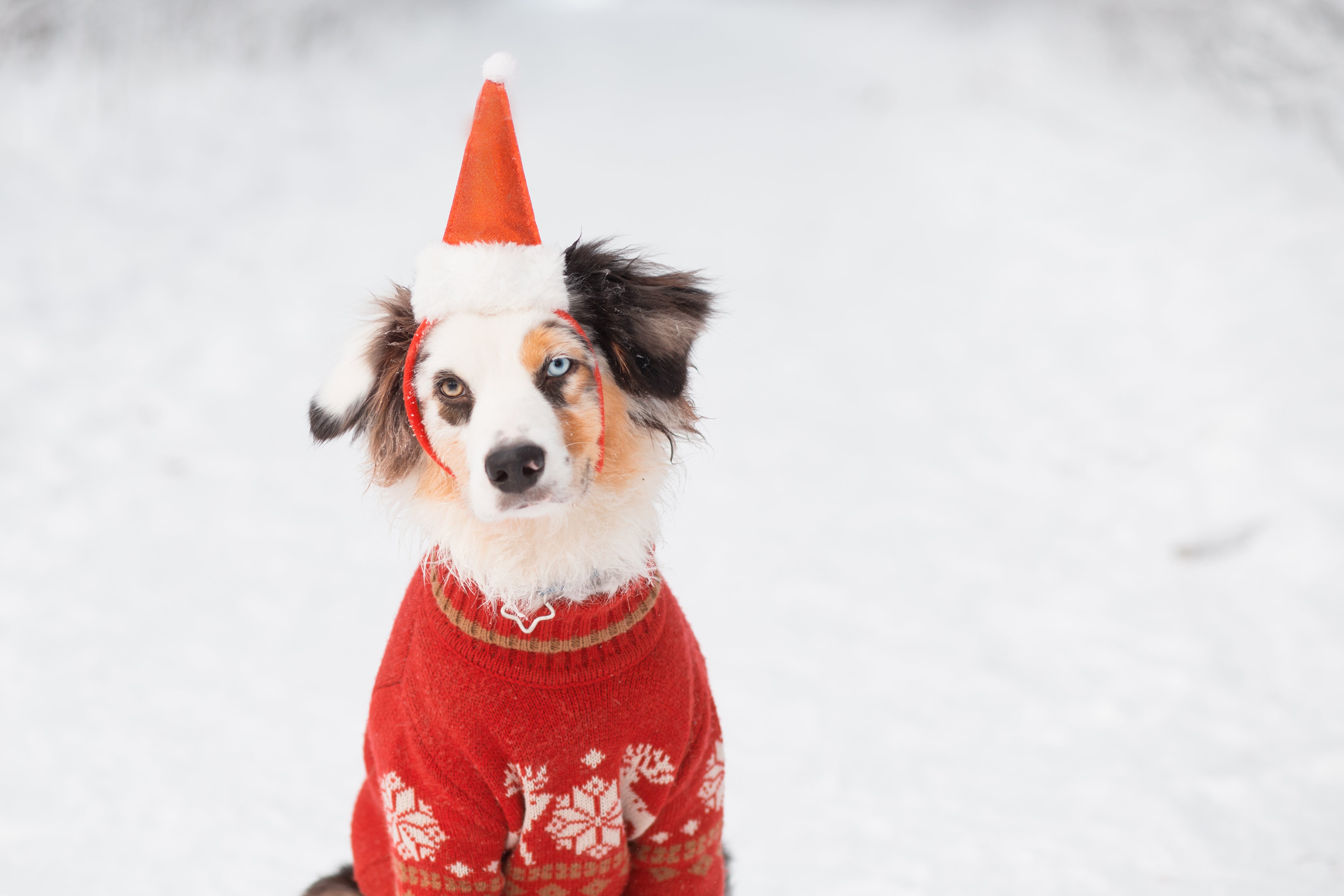 protecting your dogs paws at christmas