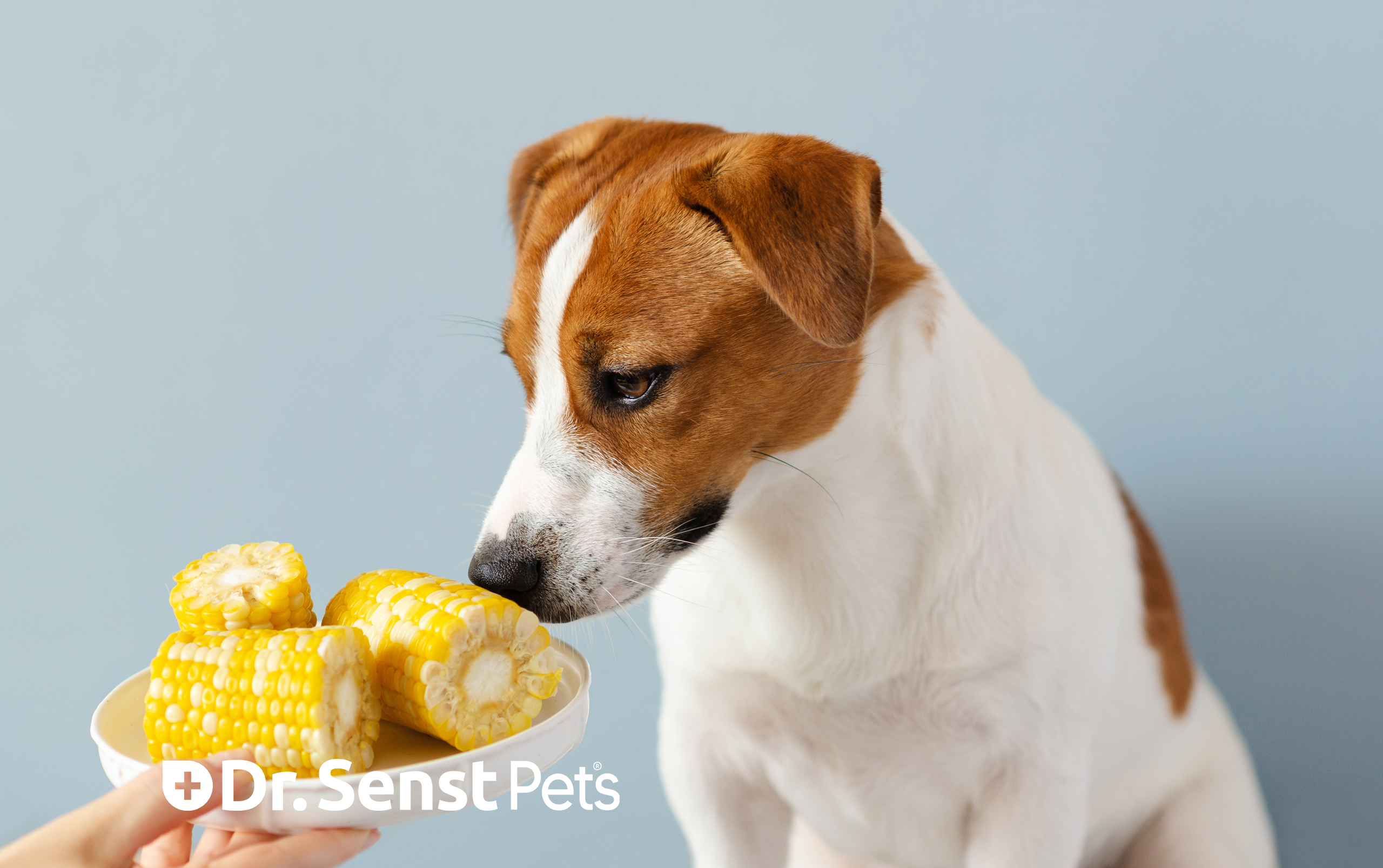 can my dog eat corn