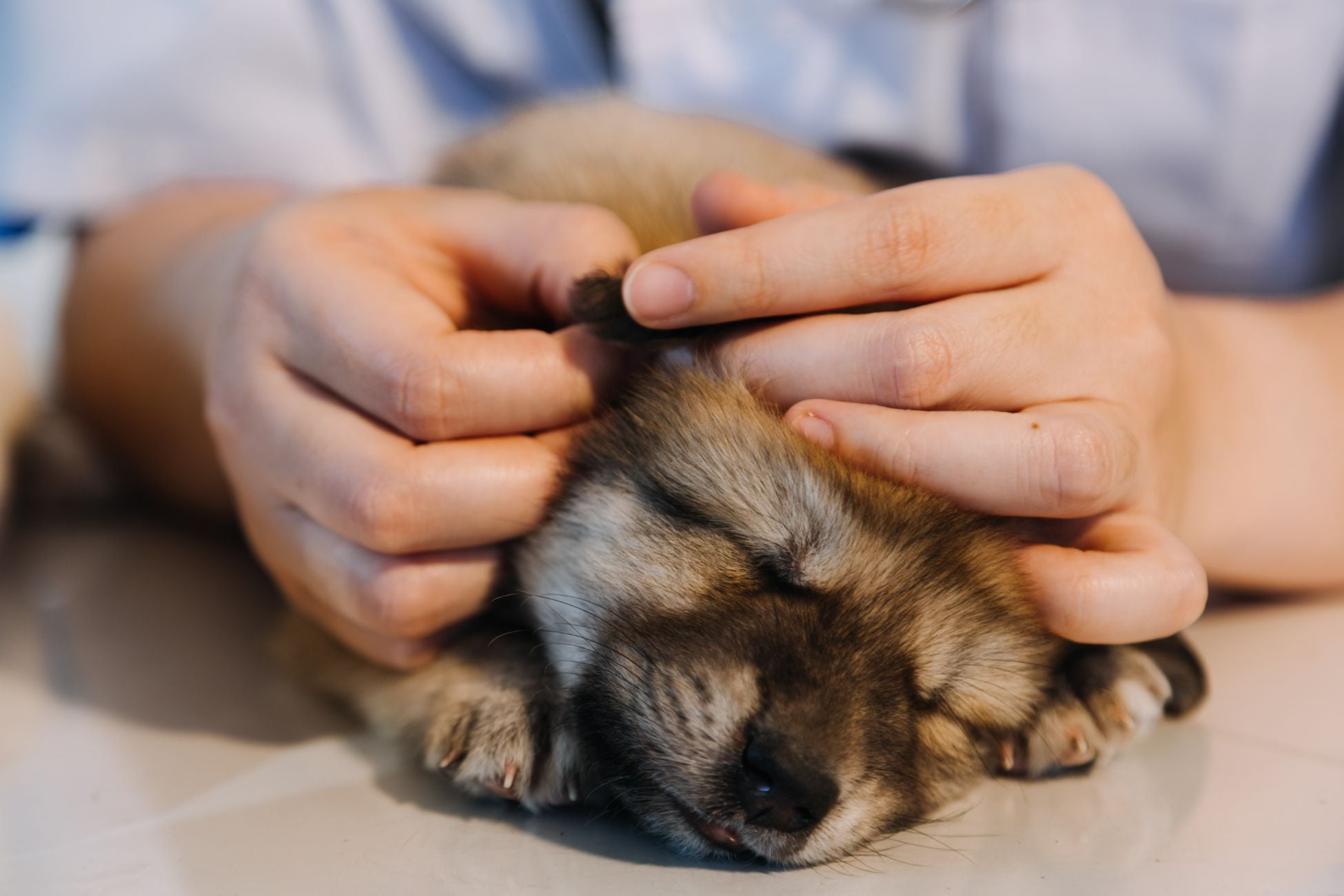 dog ear mites